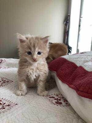 Photo du chaton