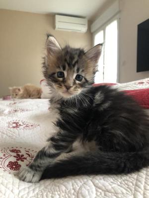 Photo du chaton