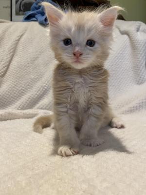 Photo du chaton