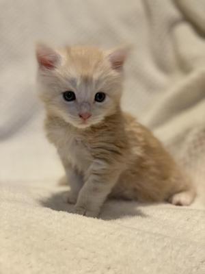 Photo du chaton