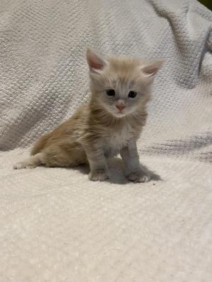 Photo du chaton