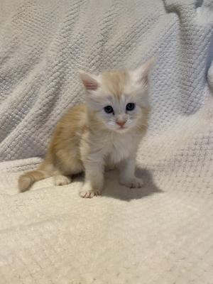Photo du chaton