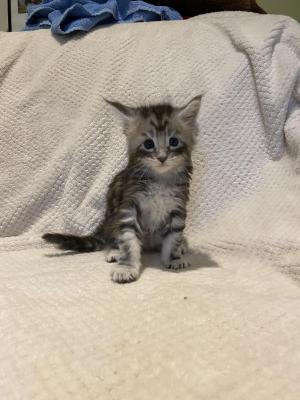 Photo du chaton