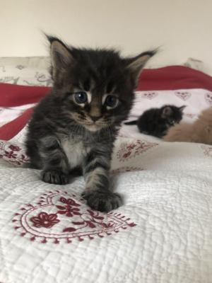 Photo du chaton